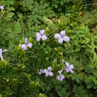 Barleria mysorensis B.Heyne ex Roth